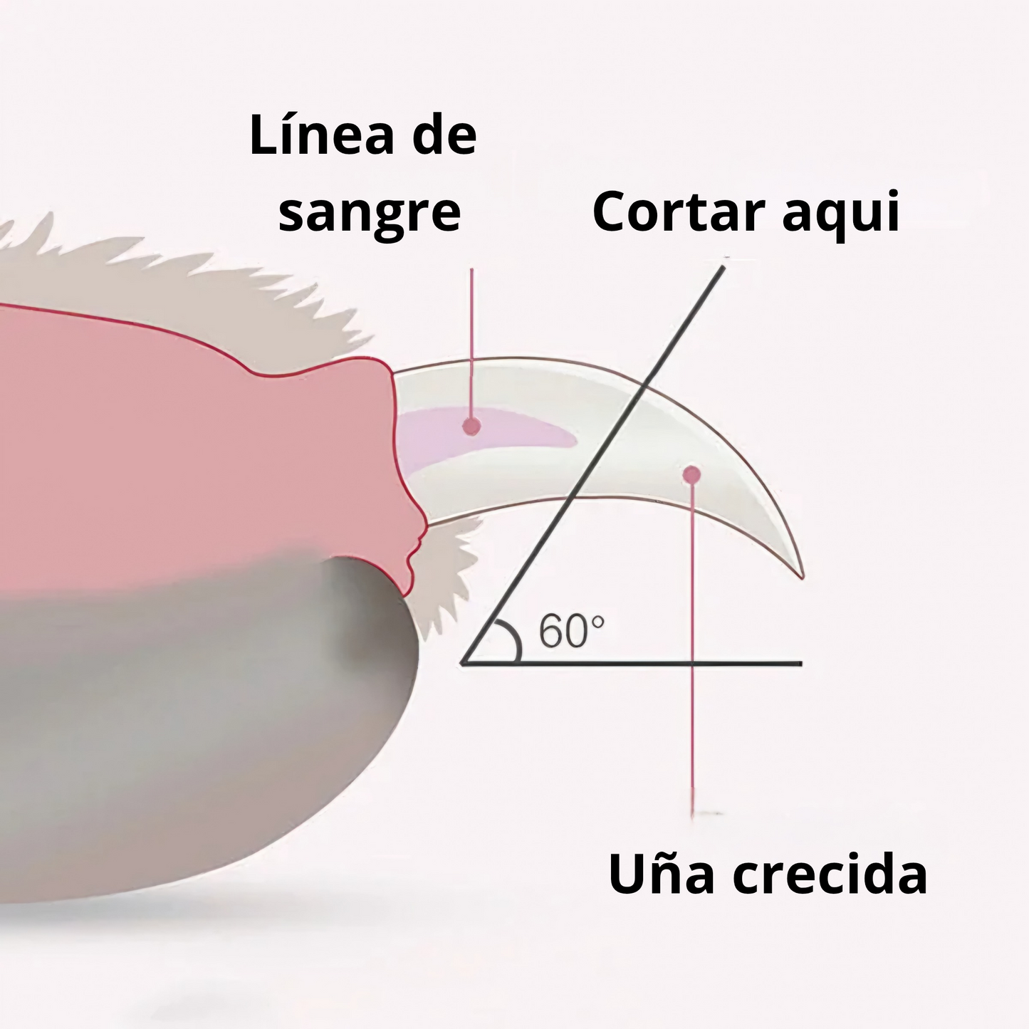 Cortauñas Eléctrico con Luz LED para Mascotas – Corte Seguro y Preciso